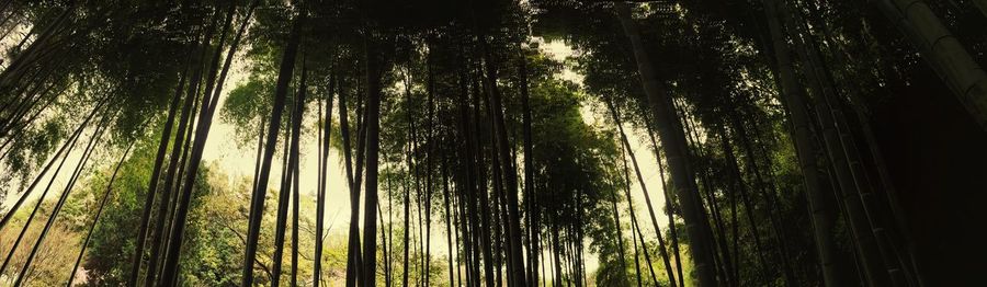 Low angle view of trees in forest