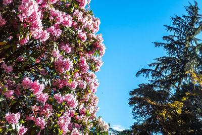 Low angle view of pink flowering plants against blue sky