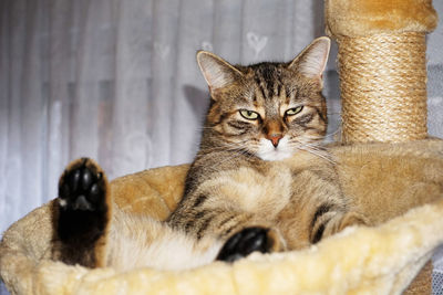 Portrait of cat sitting at home