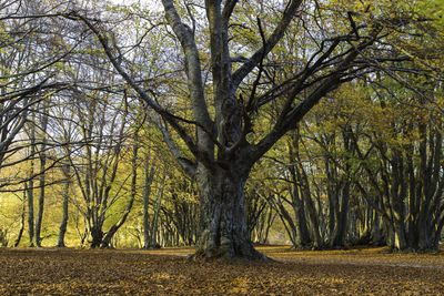 Trees on field in forest