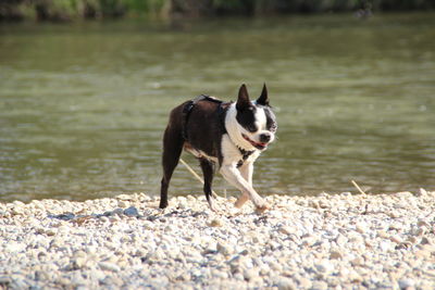 Dog standing on beach