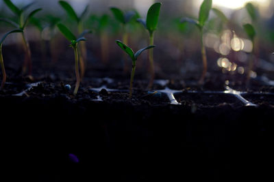 Close-up of plant growing on field