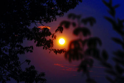 Low angle view of silhouette trees against sky during sunset