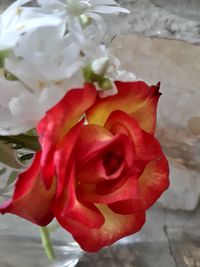 Close-up of red rose blooming outdoors