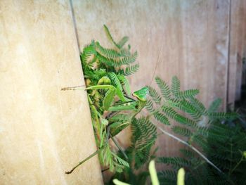 Close-up of green lizard