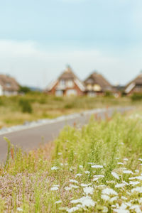 Surface level of field against sky