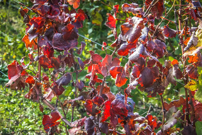 Close-up of red berries growing on tree