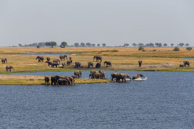 View of sheep on grassland against clear sky