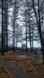 Bare trees in forest