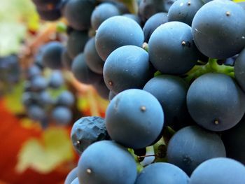 Close-up of grapes