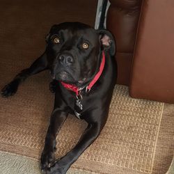 Close-up portrait of black dog