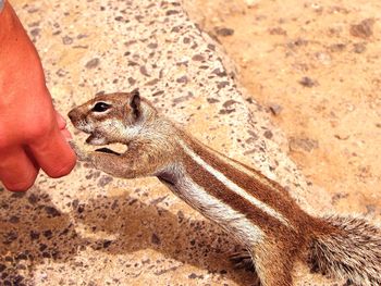 Close-up of hand holding squirrel