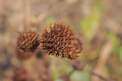 Close-up of wilted plant