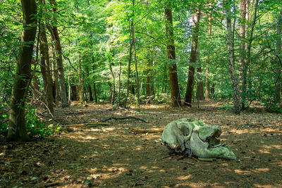 View of a forest