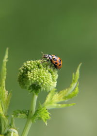 Close-up of ladybug on flower