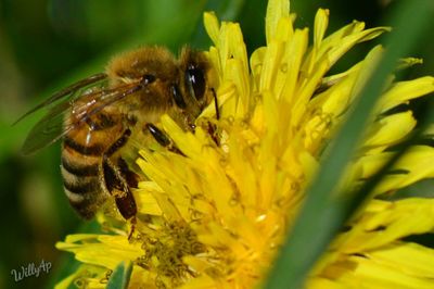 Close-up of bee on yellow flower