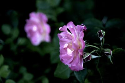 Close-up of pink flowering plant