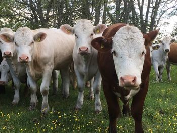 Portrait of cow in a field