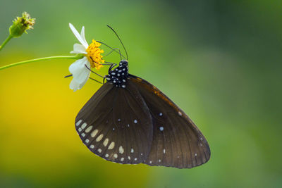 Close-up of butterfly pollinating on flower