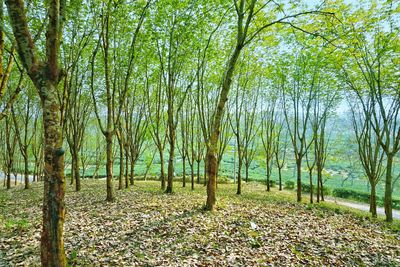 Trees in forest