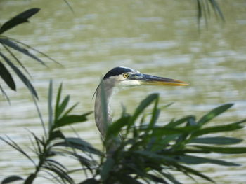 View of a bird in lake