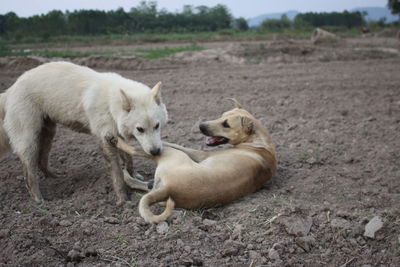 View of two dogs on land