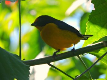 Close-up of bird perching on branch