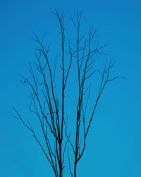 Low angle view of bare tree against clear blue sky