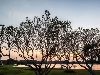 Silhouette trees on field against sky during sunset