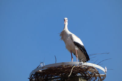 White stork building a nest