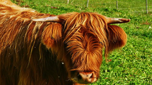 Cow in a field