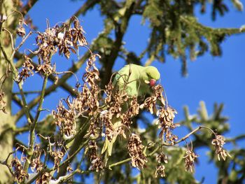 Low angle view of lizard on tree