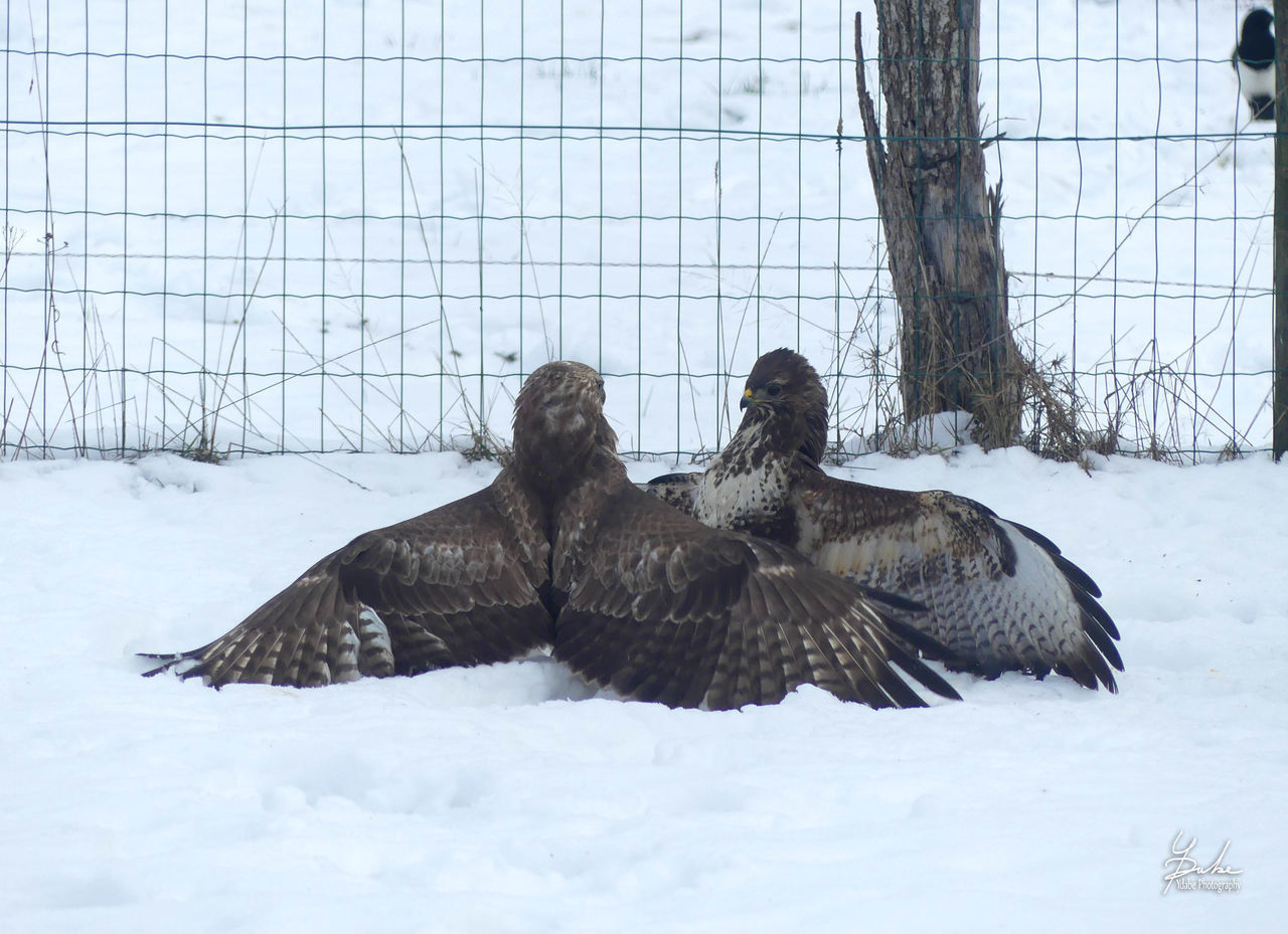 PIGEONS ON SNOW COVERED FIELD