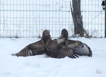 View of birds on snow covered land