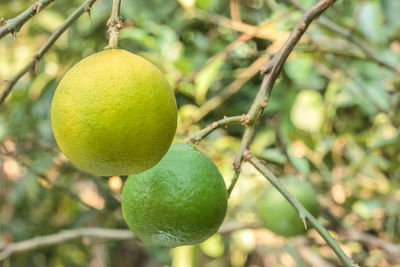 Close-up of fruit growing on tree