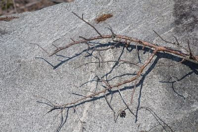 Close-up of bare tree