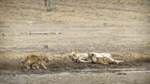 Lioness playing with cub on land