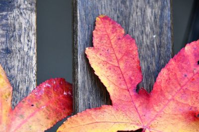 Close-up of autumn leaves on wood