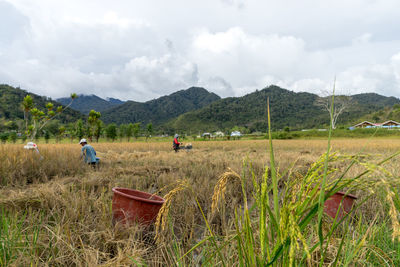 Farmers working on agricultural field