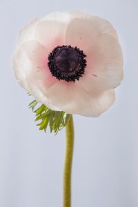 Close-up of flower against white background