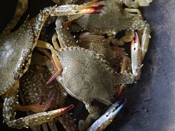 Fresh crabs are being prepared for cooking.