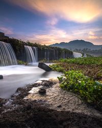 The season for water hyacinth flowers in the opak river