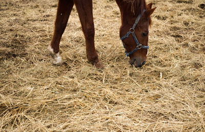 Horses in a field