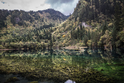 Scenic view of lake against trees in forest