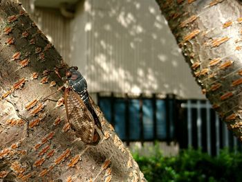 Close-up of cicada on tree trunk