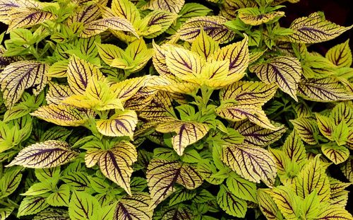 Full frame shot of fresh plants