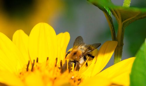 Close-up of bee on yellow flower