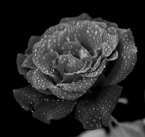 Close-up of wet rose blooming against black background