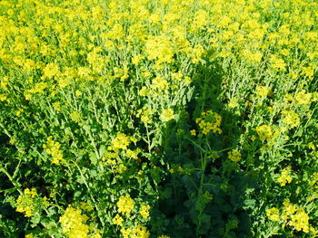 Full frame shot of yellow flowering plants on field