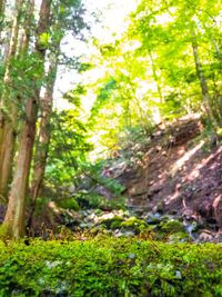 Trees in forest